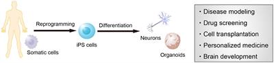 Recent advances and applications of human brain models